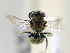  ( - NHMUK 010819705)  @11 [ ] copyright © (2018) Andrew Polaszek Natural History Museum, London