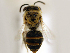  ( - NHMUK 010819706)  @11 [ ] copyright © (2018) Andrew Polaszek Natural History Museum, London