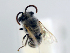  ( - NHMUK 010819707)  @11 [ ] copyright © (2018) Andrew Polaszek Natural History Museum, London