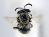  ( - NHMUK 010819708)  @11 [ ] copyright © (2018) Andrew Polaszek Natural History Museum, London