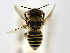  (Megachile flavilabris - NHMUK 010819732)  @13 [ ] copyright © (2018) Andrew Polaszek Natural History Museum, London