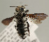  (Megachile albifrons - NHMUK010838877)  @11 [ ] copyright © (2018) Andrew Polaszek Natural History Museum, London