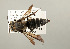  (Coelioxys scioensis - NHMUK010838887)  @11 [ ] copyright © (2018) Andrew Polaszek Natural History Museum, London