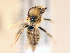  (Promelitta alboclypeata - NHMUK013377588)  @12 [ ] copyright © (2018) Andrew Polaszek Natural History Museum, London
