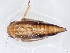  ( - MSIGRHEMI2102)  @12 [ ] No Rights Reserved  Unspecified Unspecified