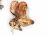  (Trienopini - MSIGRHEMI22)  @13 [ ] No Rights Reserved  Unspecified Unspecified