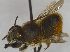  (Megachile ZAF04 - BNRGr1Hym10)  @13 [ ] Unspecified (default): All Rights Reserved  Unspecified Unspecified