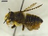  (Megachile semierma - Giba Gr2Hym0801)  @13 [ ] Unspecified (default): All Rights Reserved  Unspecified Unspecified