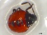  ( - GibaFo2Col05)  @12 [ ] Unspecified (default): All Rights Reserved  Unspecified Unspecified