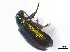  (Monolepta jacksoni - SpringGr3Col16)  @13 [ ] Unspecified (default): All Rights Reserved  Unspecified Unspecified