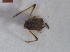  ( - CVFo1Hemi0101)  @12 [ ] Unspecified (default): All Rights Reserved  Unspecified Unspecified