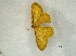  (Idaea BOLD:ACC9926 - Hlathi04Lepi01)  @13 [ ] Unspecified (default): All Rights Reserved  Unspecified Unspecified