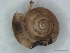  ( - IPHFOMOL1105)  @12 [ ] No Rights Reserved (2012) Unspecified Unspecified