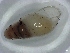  (Opeas annipacis - NMSA W7859)  @13 [ ] No Rights Reserved (2012) Unspecified Unspecified
