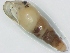  (Opeas florentiae - SPRFOMOL03)  @12 [ ] No Rights Reserved (2012) Unspecified Unspecified