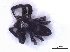  ( - IphiFo1Arach02)  @12 [ ] Unspecified (default): All Rights Reserved  Unspecified Unspecified