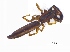  (Festucula - KensteinGr1Arach28)  @12 [ ] Unspecified (default): All Rights Reserved  Unspecified Unspecified