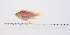  ( - ATA-CI-1)  @11 [ ] Unspecified (default): All Rights Reserved (2030) Institut National de Recherche Halieutique, Maroc Institut National de Recherche Halieutique, Maroc