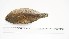  ( - SYE-CI-2)  @11 [ ] Unspecified (default): All Rights Reserved (2025) Institut National de Recherche Halieutique, Maroc Institut National de Recherche Halieutique, Maroc