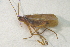  (Psilopteryx psorosa - IBSAS-BC4561)  @11 [ ] CreativeCommons  Attribution Non-Commercial Share-Alike (2023) Unspecified Slovak Academy of Sciences, Plant Science and Biodiversity Centre