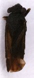  ( - EUBUG_1009_m_Pachpara3)  @11 [ ] Unspecified (default): All Rights Reserved  Unspecified Unspecified