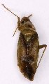  ( - EUBUG_1046_m_Neolviri4)  @11 [ ] Unspecified (default): All Rights Reserved  Unspecified Unspecified