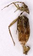  ( - EUBUG_1047_m_Neolviri5)  @11 [ ] Unspecified (default): All Rights Reserved  Unspecified Unspecified