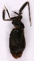  ( - EUBUG_1056_m_Capsater4)  @11 [ ] Unspecified (default): All Rights Reserved  Unspecified Unspecified