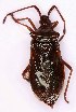  ( - EUBUG_1065_f_Gonoacut4)  @11 [ ] Unspecified (default): All Rights Reserved  Unspecified Unspecified