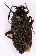  ( - EUBUG_1125_m_Capsater4)  @11 [ ] Unspecified (default): All Rights Reserved  Unspecified Unspecified
