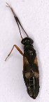  ( - EUBUG_1133_f_Globflav4)  @11 [ ] Unspecified (default): All Rights Reserved  Unspecified Unspecified