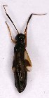  ( - EUBUG_1134_f_Globflav5)  @11 [ ] Unspecified (default): All Rights Reserved  Unspecified Unspecified