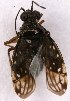  ( - EUBUG_1144_f_Charcinc1)  @13 [ ] Unspecified (default): All Rights Reserved  Unspecified Unspecified