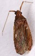  ( - EUBUG_1147_f_Phytvari4)  @12 [ ] Unspecified (default): All Rights Reserved  Unspecified Unspecified