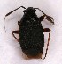  ( - EUBUG_1186_m_Capsater6)  @11 [ ] Unspecified (default): All Rights Reserved  Unspecified Unspecified