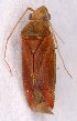  (Dichrooscytus intermedius - EUBUG_1192_m_Dichinte3)  @13 [ ] Unspecified (default): All Rights Reserved  Unspecified Unspecified