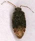  (Charagochilus - EUBUG_1329_m_Chargyll8)  @14 [ ] Unspecified (default): All Rights Reserved  Unspecified Unspecified