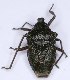  (Pinthaeus - EUBUG_1366_m_Pintsang4)  @11 [ ] Unspecified (default): All Rights Reserved  Unspecified Unspecified