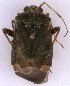  ( - EUBUG_1406_m_Charspir5)  @12 [ ] Unspecified (default): All Rights Reserved  Unspecified Unspecified