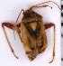  ( - EUBUG_1419_f_Polyaspe1)  @11 [ ] Unspecified (default): All Rights Reserved  Unspecified Unspecified