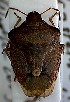  (Holcostethus strictus - EUBUG_384_f_Perivern1)  @12 [ ] Unspecified (default): All Rights Reserved  Unspecified Unspecified