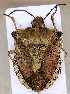  (Carpocoris - EUBUG_415_f_Carpfusc2)  @16 [ ] Unspecified (default): All Rights Reserved  Unspecified Unspecified