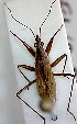 ( - EUBUG_428_m_Nabirugo2)  @11 [ ] Unspecified (default): All Rights Reserved  Unspecified Unspecified
