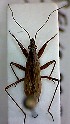  ( - EUBUG_429_m_Nabirugo3)  @11 [ ] Unspecified (default): All Rights Reserved  Unspecified Unspecified