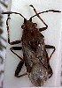  ( - EUBUG_446_f_Sticcras1)  @12 [ ] Unspecified (default): All Rights Reserved  Unspecified Unspecified