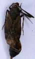  ( - EUBUG_482_f_Cremalpe1)  @11 [ ] Unspecified (default): All Rights Reserved  Unspecified Unspecified