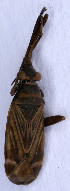  ( - EUBUG_485_f_Cremalpe4)  @11 [ ] Unspecified (default): All Rights Reserved  Unspecified Unspecified