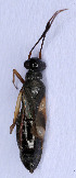  ( - EUBUG_490_f_Globflav2)  @11 [ ] Unspecified (default): All Rights Reserved  Unspecified Unspecified