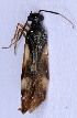  ( - EUBUG_491_m_Globflav3)  @11 [ ] Unspecified (default): All Rights Reserved  Unspecified Unspecified