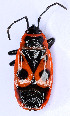  (Pyrrhocoris - EUBUG_522_f_Pyrrapte8)  @15 [ ] Unspecified (default): All Rights Reserved  Unspecified Unspecified